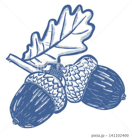 Autumn Acorn Branch Illustration with Oak Leaf in Vintage Blue Engraved Style Autumn Acorn Branch Illustration with Oak Leaf in Vintage Blue Engraved Style 141102400