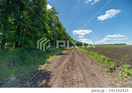 Dirt track leading through sunlit agricultural field beside green hedge under blue sky 141102425