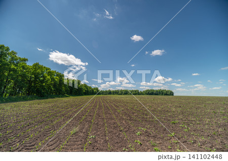 Wide agricultural field under blue sky with distant tree line Wide agricultural field under blue sky with distant tree line 141102448