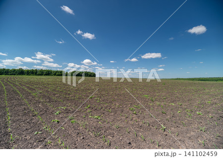 Plowed agricultural field under blue sky with distant tree line 141102459