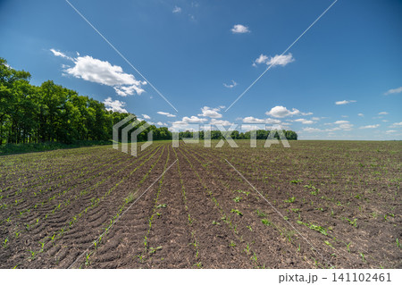 Rural field with young crop under blue summer sky Rural field with young crop under blue summer sky 141102461