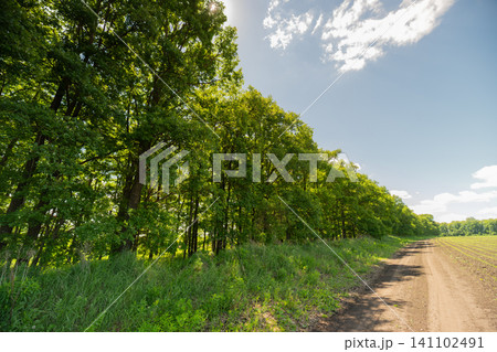 Sunlit country lane bordered by tall deciduous trees and field Sunlit country lane bordered by tall deciduous trees and field 141102491