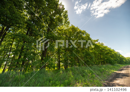Sunlit roadside row of tall green trees with grassy verge Sunlit roadside row of tall green trees with grassy verge 141102496