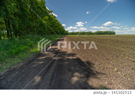 Rural dirt road between forest and freshly plowed field under blue sky Rural dirt road between forest and freshly plowed field under blue sky 141102513