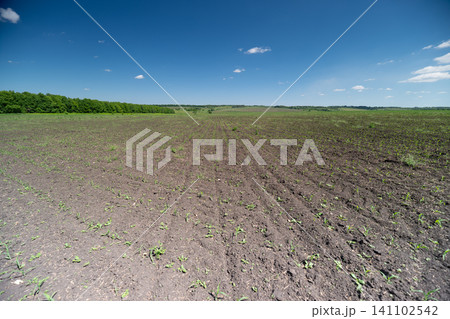Young crop field under a clear blue sky with distant tree line Young crop field under a clear blue sky with distant tree line 141102542
