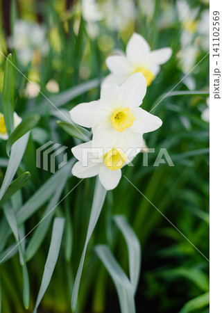 White Narcissus Flowers with Yellow Trumpet in Spring Garden 141102569