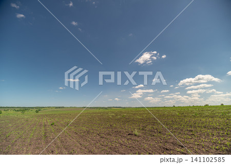 Wide soybean field under blue sky with scattered clouds Wide soybean field under blue sky with scattered clouds 141102585