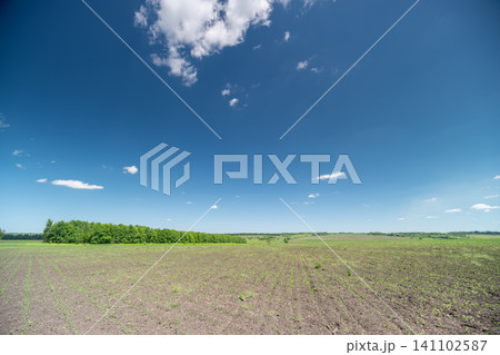 Wide open agricultural field under a bright blue sky with scattered clouds Wide open agricultural field under a bright blue sky with scattered clouds 141102587