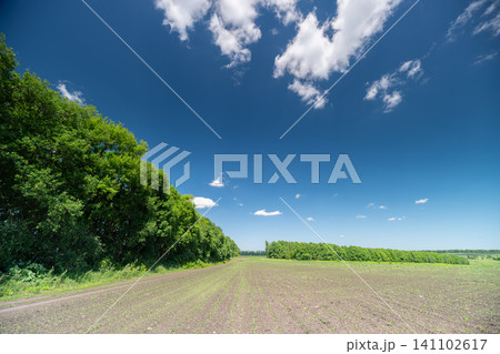 Rural plowed field with hedgerow under blue sky Rural plowed field with hedgerow under blue sky 141102617