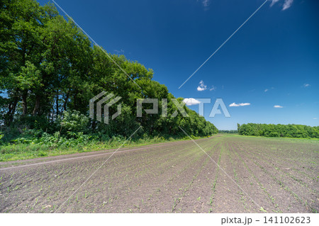 Plowed field beside green tree line under blue sky Plowed field beside green tree line under blue sky 141102623