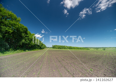 Plowed field and hedgerow under a blue sky with scattered clouds Plowed field and hedgerow under a blue sky with scattered clouds 141102627
