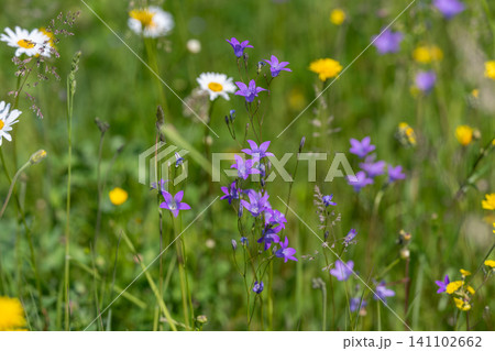 Wildflower meadow with purple bellflowers and daisies Wildflower meadow with purple bellflowers and daisies 141102662