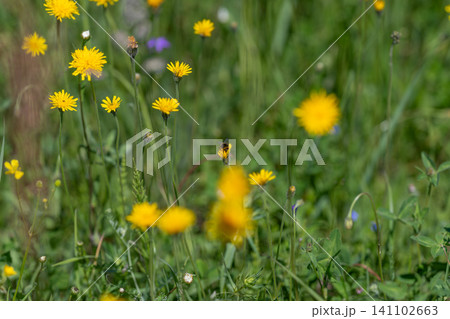 Yellow wildflowers in a green meadow with soft natural light Yellow wildflowers in a green meadow with soft natural light 141102663