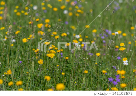 Sunlit meadow with yellow wildflowers and green grass Sunlit meadow with yellow wildflowers and green grass 141102675
