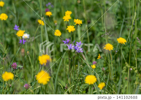 Wildflower meadow with yellow daisies and purple blooms Wildflower meadow with yellow daisies and purple blooms 141102688