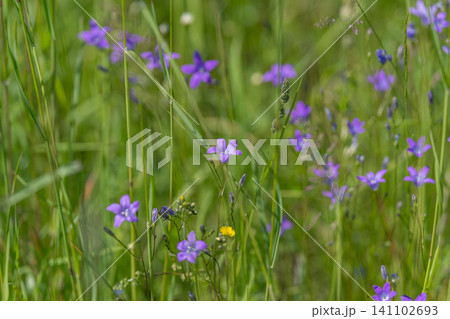 Purple wildflowers and grass in a sunlit meadow Purple wildflowers and grass in a sunlit meadow 141102693