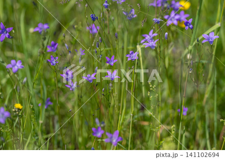 Wildflower meadow with purple bellflowers and green grasses Wildflower meadow with purple bellflowers and green grasses 141102694