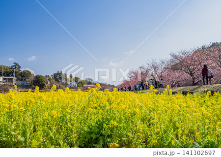 浜松市の東大山の河津桜の風景(静岡県) 浜松市の東大山の河津桜の風景(静岡県) 141102697