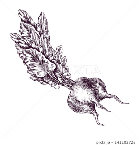 Beetroot drawing with green leaf in engraving style. Hand drawn ink sketch of raw vegetable. Detailed botanical illustration of beet for cooking menu, farm product label and design. 141102728