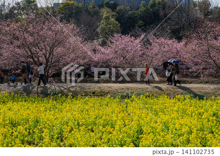 浜松市の東大山の河津桜の風景(静岡県) 浜松市の東大山の河津桜の風景(静岡県) 141102735