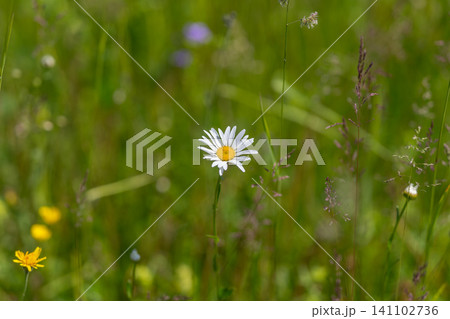 Single daisy in a sunlit meadow with blurred grasses Single daisy in a sunlit meadow with blurred grasses 141102736