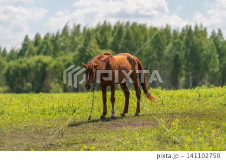 Chestnut horse grazing in sunlit meadow with forest backdrop Chestnut horse grazing in sunlit meadow with forest backdrop 141102750