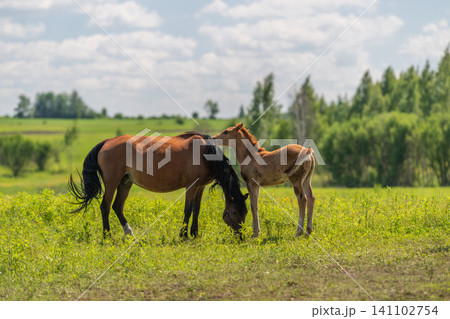 Mare and foal grazing in sunlit green meadow Mare and foal grazing in sunlit green meadow 141102754