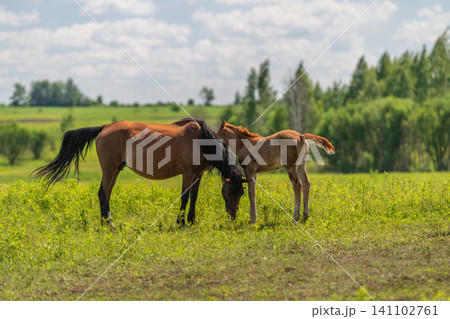 Mare and foal grazing together in sunny green pasture Mare and foal grazing together in sunny green pasture 141102761