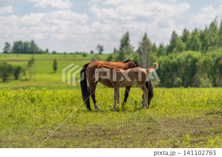 Two horses grazing in a sunlit green meadow with distant treeline Two horses grazing in a sunlit green meadow with distant treeline 141102765
