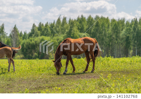 Grazing brown horse in sunlit green meadow Grazing brown horse in sunlit green meadow 141102768