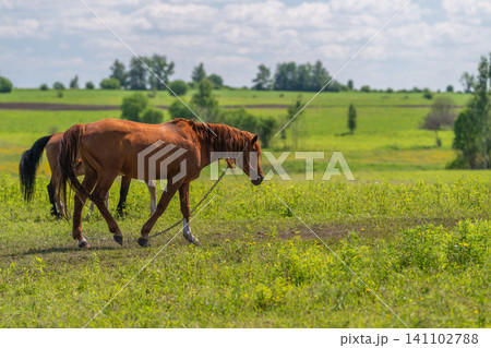 Two brown horses grazing in a sunlit green meadow Two brown horses grazing in a sunlit green meadow 141102788