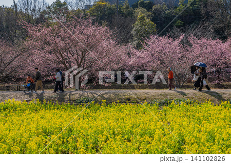 浜松市の東大山の河津桜の風景(静岡県) 浜松市の東大山の河津桜の風景(静岡県) 141102826