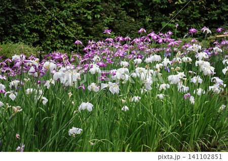 白と紫の満開の花菖蒲の花の咲く池のほとりの風景 白と紫の満開の花菖蒲の花の咲く池のほとりの風景 141102851