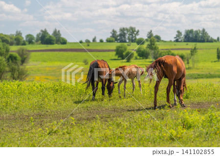 Three horses grazing in a sunlit green meadow Three horses grazing in a sunlit green meadow 141102855