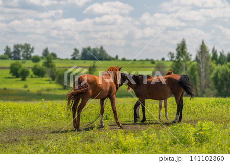 Two brown horses grazing in a green meadow under a cloudy sky 141102860