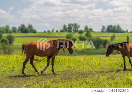 Two horses grazing on a sunlit grassy meadow with distant trees Two horses grazing on a sunlit grassy meadow with distant trees 141102866