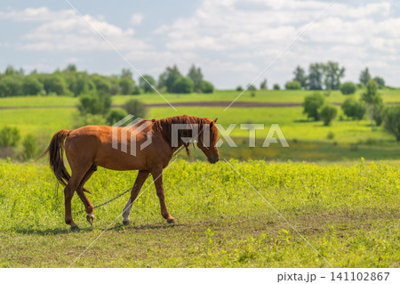 Brown horse walking through sunlit green pasture Brown horse walking through sunlit green pasture 141102867