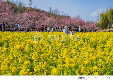 浜松市の東大山の河津桜の風景(静岡県) 141102872