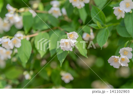 White jasmine blossoms on leafy green shrub in soft natural light White jasmine blossoms on leafy green shrub in soft natural light 141102903