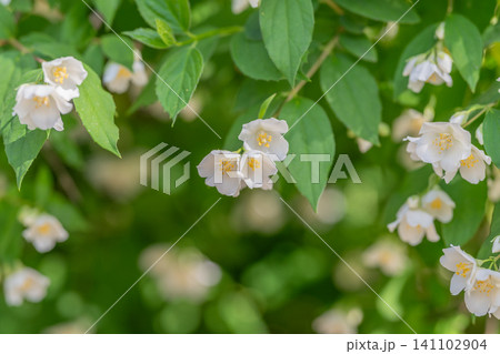 White jasmine blossoms on green leafy shrub in soft natural light White jasmine blossoms on green leafy shrub in soft natural light 141102904