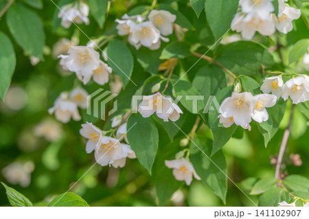 Cluster of white jasmine-like flowers on leafy green shrub Cluster of white jasmine-like flowers on leafy green shrub 141102907