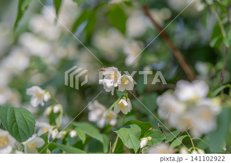 White jasmine blossoms on leafy green branches in soft natural light White jasmine blossoms on leafy green branches in soft natural light 141102922
