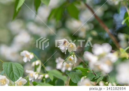 White jasmine blossoms on green leafy shrub in soft daylight White jasmine blossoms on green leafy shrub in soft daylight 141102934