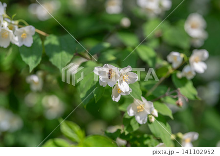 White jasmine blossoms on green leafy shrub with soft sunlight 141102952