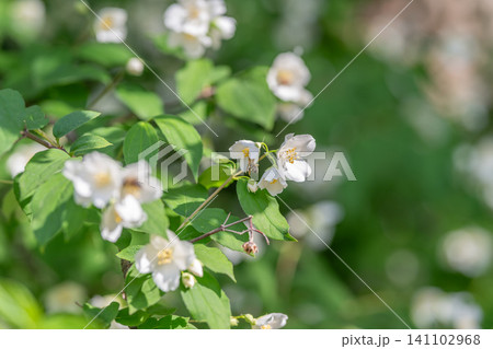 White jasmine flowers on leafy green shrub in soft natural light White jasmine flowers on leafy green shrub in soft natural light 141102968