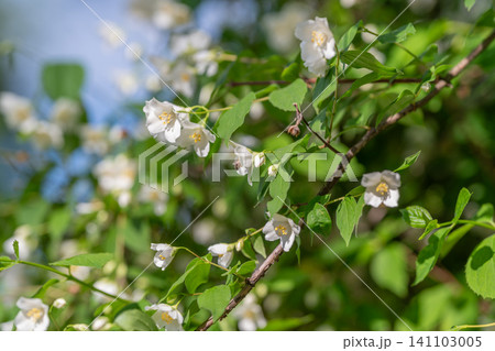 White jasmine blossoms on sunlit leafy branch White jasmine blossoms on sunlit leafy branch 141103005