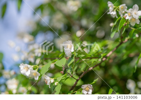White jasmine blossoms on sunlit green branch White jasmine blossoms on sunlit green branch 141103006