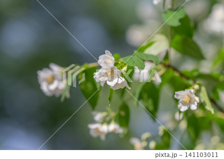 White jasmine blossoms on a sunlit green branch 141103011