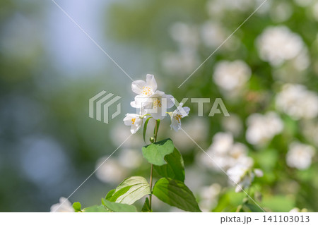 Delicate white jasmine blossoms on sunlit green shrub Delicate white jasmine blossoms on sunlit green shrub 141103013