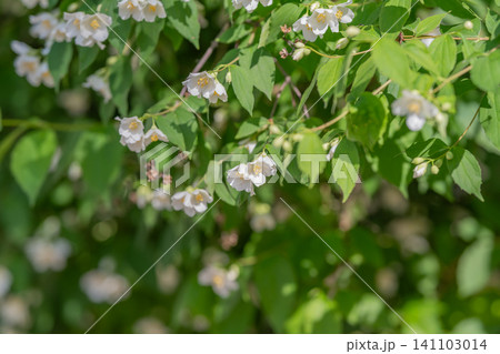 Cluster of small white woodland flowers on leafy green branches Cluster of small white woodland flowers on leafy green branches 141103014